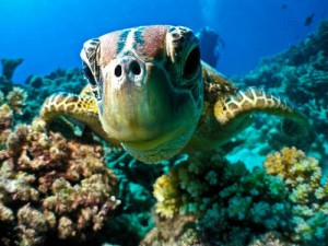 catamaran_snorkel_excursion_cozumel_1-52